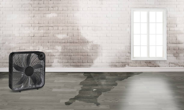 Best Water damage restoration near me  in Briarcliff Manor, NY